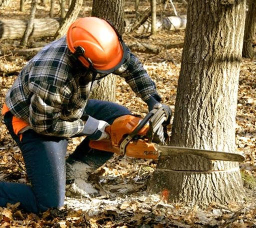 Tree Removal in Chichester, NH